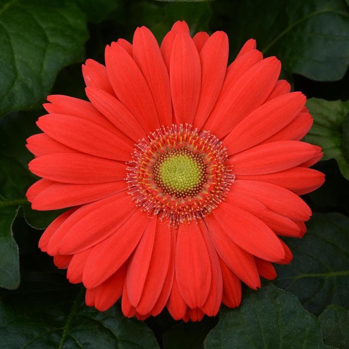 Gerbera Daisy Majorette Red w/eye Quart