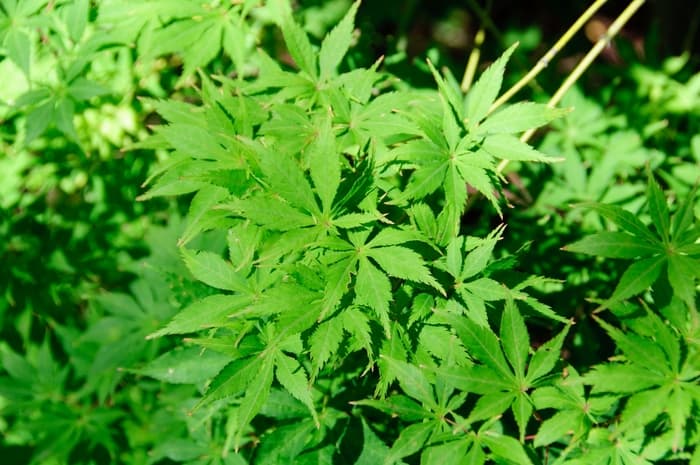 Japanese Maple Nishiki Gawa 100 Gal