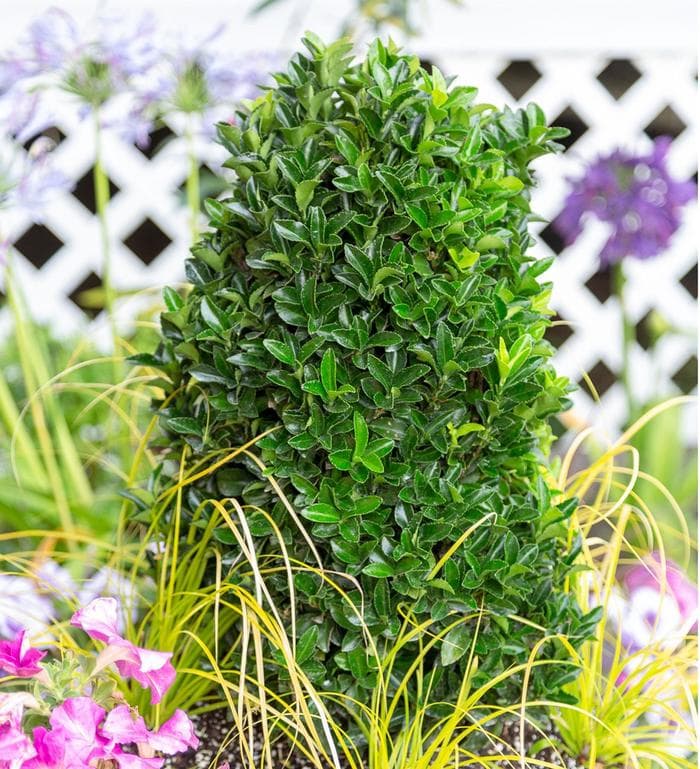 Euonymus Silver King 3 Gal