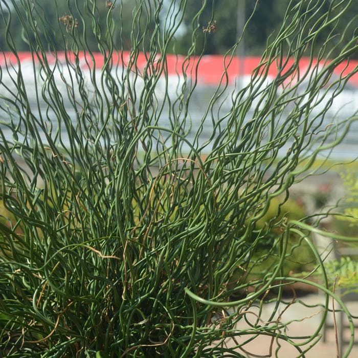 Juncus Curly Whirly 1 Gal PW