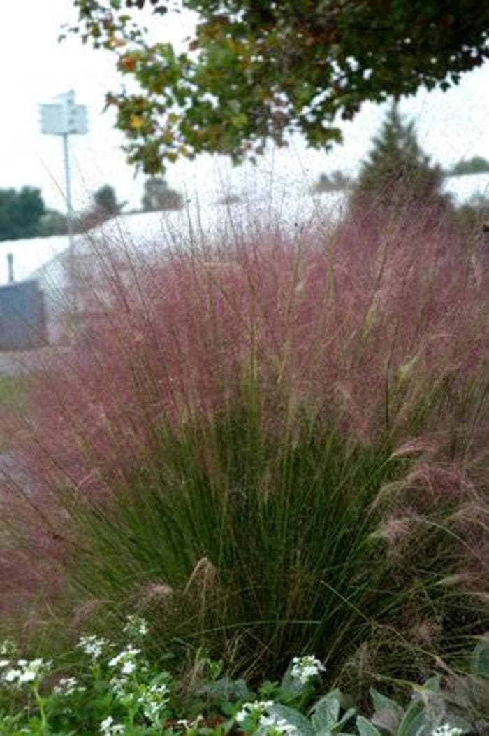 Ruby Muhly Grass 1 Gal