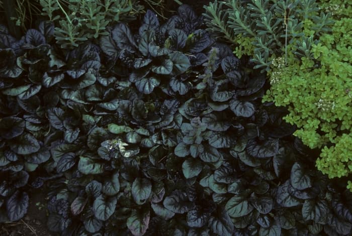 Ajuga Blueberry Muffin QT