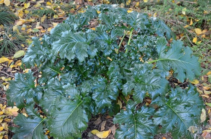 Acanthus Whitewater 10" Deco