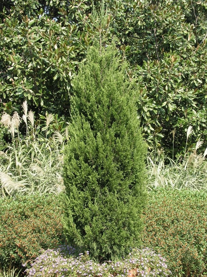 Juniper Spartan Spiral 30 Gal