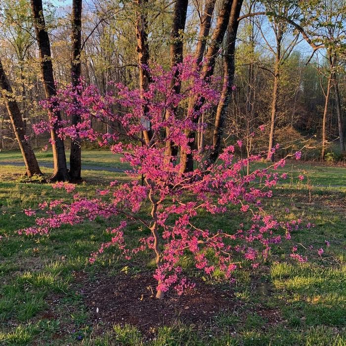 Redbud Garden Gem Amethyst 7 Gal