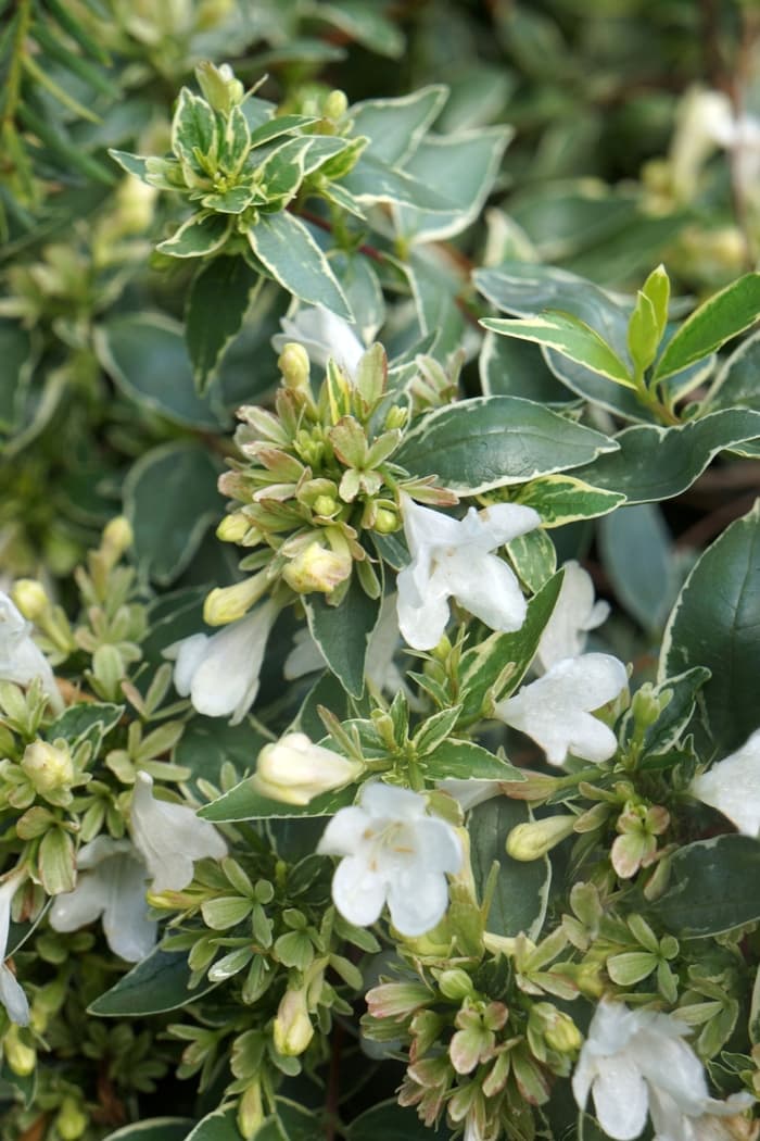 Abelia Vanilla Brandy 3 Gal