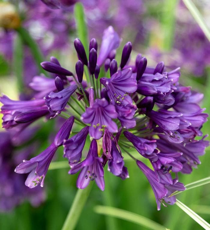 Agapanthus Ever Amethyst 3 Gal