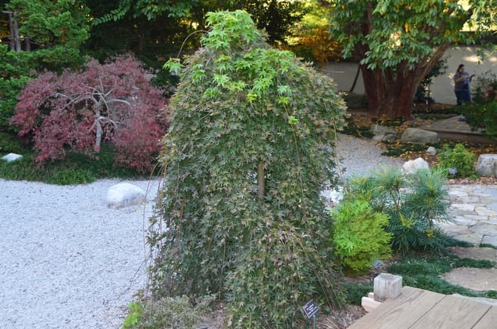 Japanese Maple Fireglow 15 Gal 5-6'
