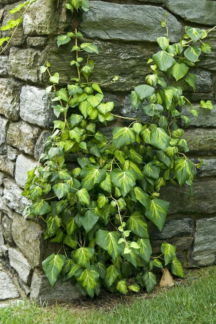 English Ivy 4"