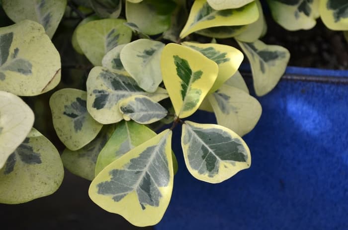 Creeping Fig 5 Gal