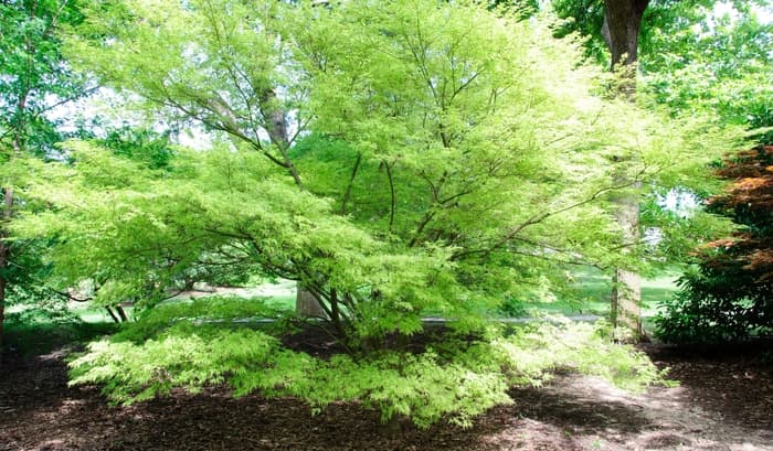 Japanese Maple Tamukeyama 20 Gal