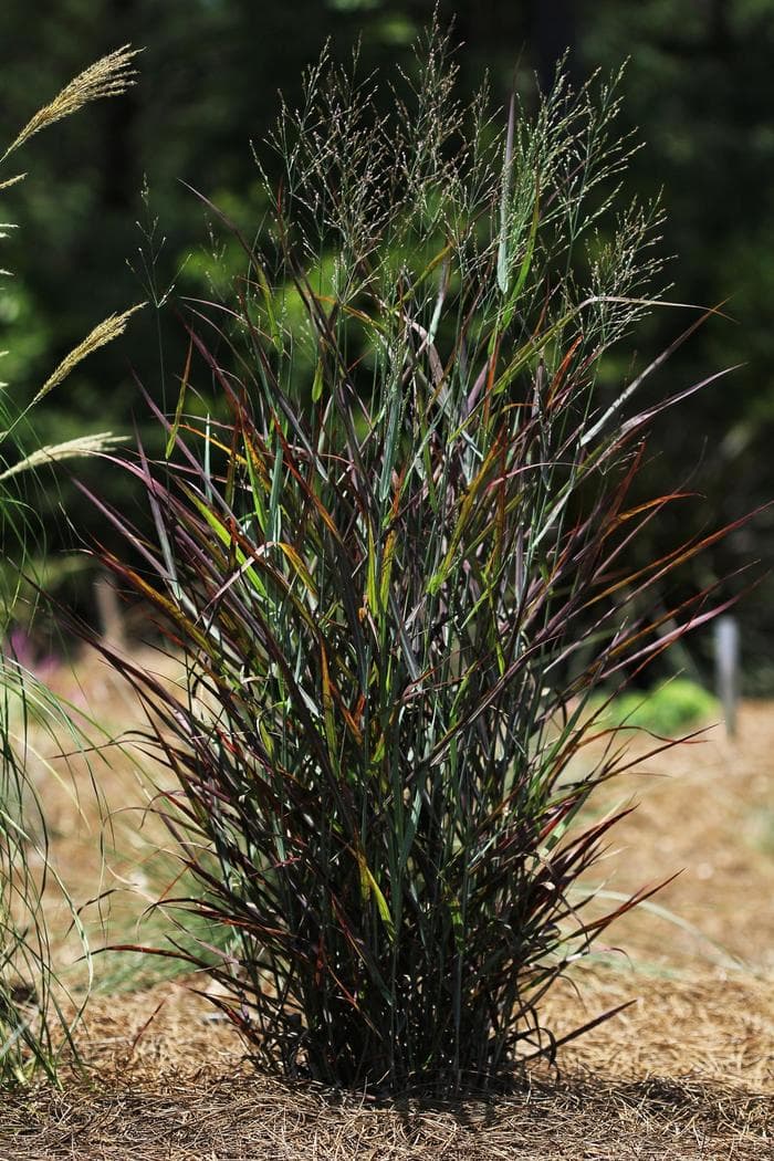 Northwind Switch Grass 5 Gal