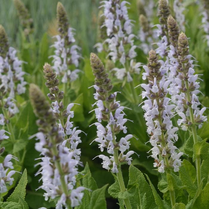 Salvia Blue Bouquetta 1 Gal