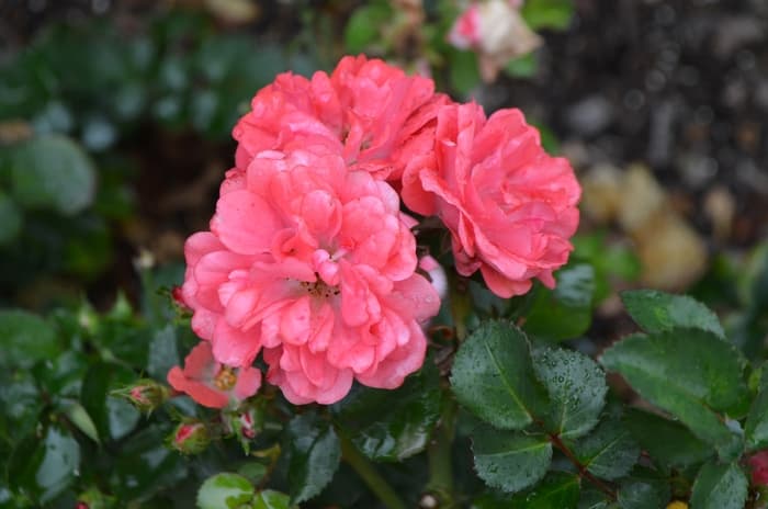 Salvia Rose Marvel Meadow 2 Gal